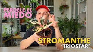 🌱 Cuidando Plantas Stromanthe triostar 🌱 Todas las claves para que no pare de crecer 💡 [upl. by Akissej998]