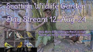 Day Stream August 12th 2024  Bird Feeders Wildlife Cameras Scotland UK from SWG [upl. by Lala]