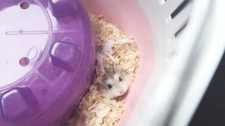 I GOT A HAMSTER  2019 [upl. by Oinafipe]