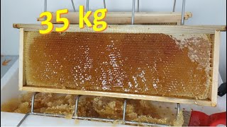 35 Kg di MIELE Smielatura 2024 ape honeybee miele apicoltori apiculture beekeeperslife [upl. by Delp682]