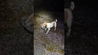 nightshift dog jackrussellterrier patterdale tagteam ratting hunting sport game terriers [upl. by Alex]