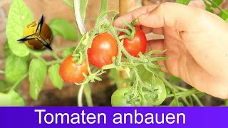 Tomaten selber ziehen Tomatenanbau für Anfänger [upl. by Leuams]