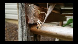 Praying Mantis Eating a Honey Bee [upl. by Beyer]