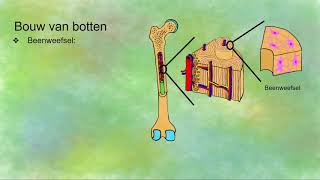 Functies en bouw van het skeletbotten [upl. by Peder]