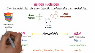 Ácidos nucleicos ADN y ARN [upl. by Alcock76]