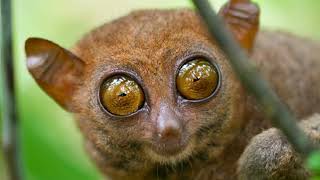 tarsier primates with big eyes [upl. by Lerad]