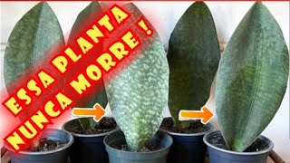 Sansevieria Masoniana  Victoria  Barbatana de Baleia  Como cultivar [upl. by Xerxes]