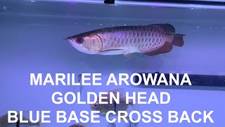 MY GOLDEN HEAD BLUE BASE CROSS BACK AROWANA HD  V0064 [upl. by Coretta306]