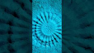 Puffer Fish Builds Sand Taaj Mahal For Mating😱😲 [upl. by Greiner]