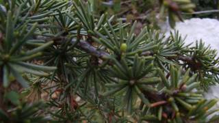 Cedrus brevifolia [upl. by Gayla]