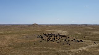 Women in Ranching  Gillette Wyoming [upl. by Westbrooke]