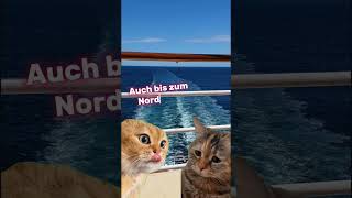 Ich folge dir überall hin Kreuzfahrt AIDA Mein Schiff MSC Costa shorts viral trending funny [upl. by Palgrave]