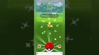 Shiny Bellsprout pokemongo youtubeshorts pokemonshorts pokémongo shorts communityday [upl. by Giffer]