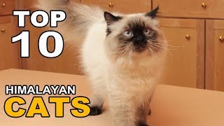 TOP 10 HIMALAYAN CATS BREEDS [upl. by Debor]