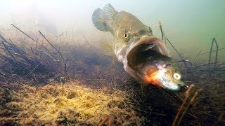 Underwater Video Do Bass Eat Bluegill Swimbaits [upl. by Ajdan460]