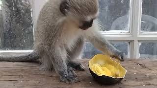 Baby Monkey Lollipops First Encounter With A Gem Squash Pumpkin babymonkey [upl. by Nosrak572]