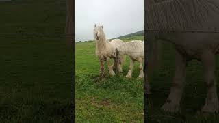 Brutus and Sonny scratching on fence [upl. by Aonian]