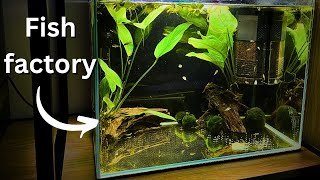 How to keep fish fry alive and healthy How to setup grow out tank Easy [upl. by Sally]