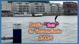 Delfin quotDellequot in Travemünde 2024 [upl. by Eemyaj]