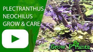 Plectranthus neochilus  grow amp care  ground cover [upl. by Aspia]