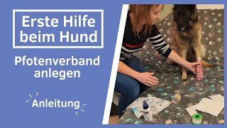 Einen Pfotenverband dem Hund anlegen Schritt für Schritt Anleitung I Erste Hilfe bei Hunden [upl. by Eynttirb]