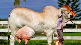 ब्राह्मण गाय  world biggest cow  american brahman cow  tharparkar cow [upl. by Pincus440]