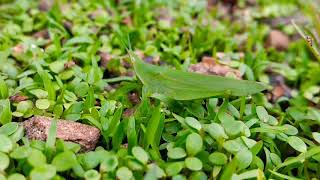 Pyrgomorphidae grasshopper [upl. by Livingston]