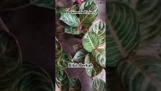 Aglaonema Rinjani aglaonema aglonema rinjani aglonemamurah aglonemaindonesia viral tanaman [upl. by Kellda]