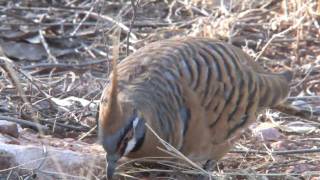 Spinifex Pigeons [upl. by Dobrinsky]