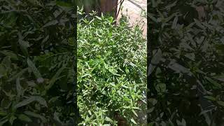 Herbs Bhringraj plantherbs plant trending Bhringraj plant shotssajismts786 [upl. by Greenlee]