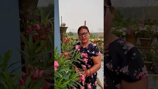 Oleander  Kaner  Plant Care shorts ytshorts gardening oleander [upl. by Akenehs7]