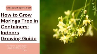 How to Grow Moringa Tree in Containers Indoors Growing Guide [upl. by Siuoleoj]