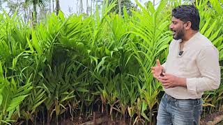 agronomy solutions2024areca 🪴 plants for sale if required cal us 9845862340 [upl. by Bogey]