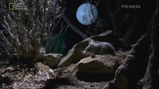 The Majestic Howl of the Grasshopper Mouse  National Geographic [upl. by Ahsema60]