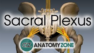 Sacral Plexus  Anatomy Tutorial [upl. by Mady]