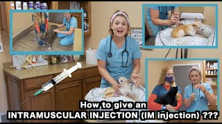 How to give a Dog and a Cat an IM Intramusular injection  Veterinarian Approved [upl. by Demetris550]