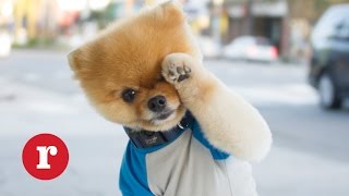 Say Hello to Jiff The Internet’s Cutest Dog  Redbook [upl. by Kasper]