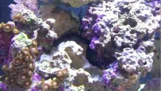 Biocube 29 Stomatella Varia Snail Spawning [upl. by Isaacs205]