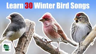 Learn 30 Winter Common Backyard Bird Songs and Calls Eastern North America [upl. by Hsur]