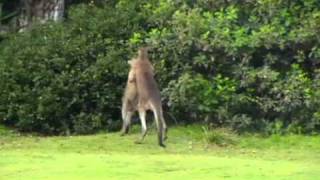 Kangaroo Chokes Kangaroo whilst going the distancewmv [upl. by Larimore]