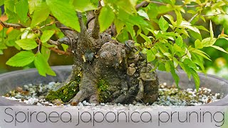 Spiraea japonica summer pruning  BONUS VIDEO  Arkefthos Bonsai [upl. by Ahsimac]