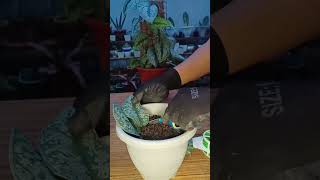 SCINDAPSUS STEM CUTTINGS PROPAGATION METHODPROVEN amp TESTED propagation [upl. by Lonny]