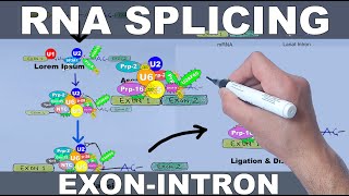 RNA Splicing Mechanism [upl. by Chard276]