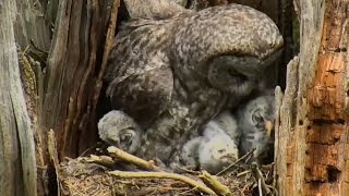 170518 Great Gray Owl  Dad Does Delivery and Mom Does Clean Up [upl. by Enelyaj]