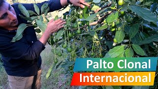 PALTO CLONAL  PALTO HASS  VIVEROS  SEMBRIOS DE PALTO O AGUACATE [upl. by Eerual]