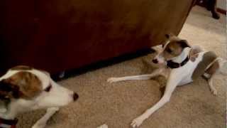 Greyhound Whippet Italian Greyhounds [upl. by Kentigera]