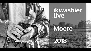 Hanenzetting hanenkraaien of hanenkraaiing met krielhaantjes in Moere  ikwashierlive 2018 [upl. by Nosiddam]