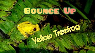 Bounce Up Yellow Treefrog Dendropsophus goughi [upl. by Cunningham]