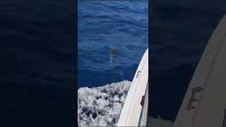 Offshore bottlenose dolphins Parlatuvier Tobago [upl. by Lyrak]