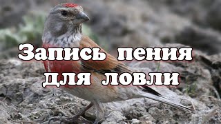 Коноплянка пение и позывка Carduelis cannabina [upl. by Bessie114]